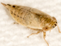 Doratura stylata